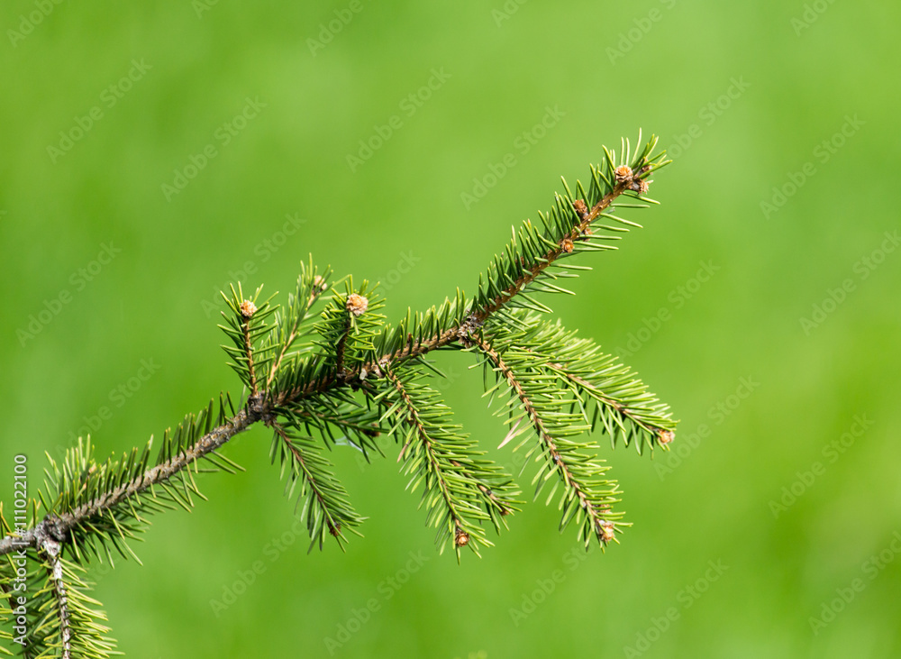 Beautiful green coniferous tree in nature Beautiful green coniferous tree in nature