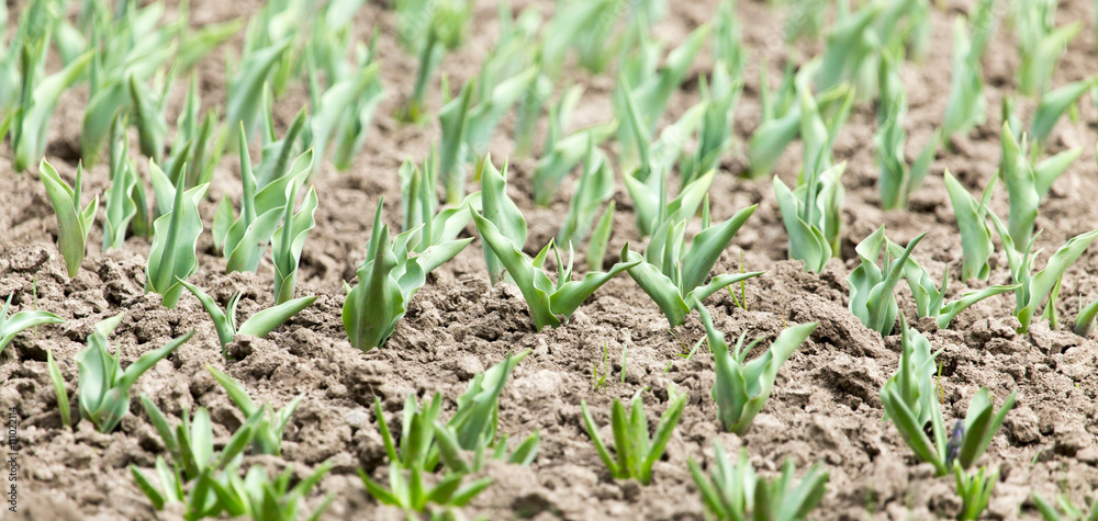 green leaves of a tulip in nature