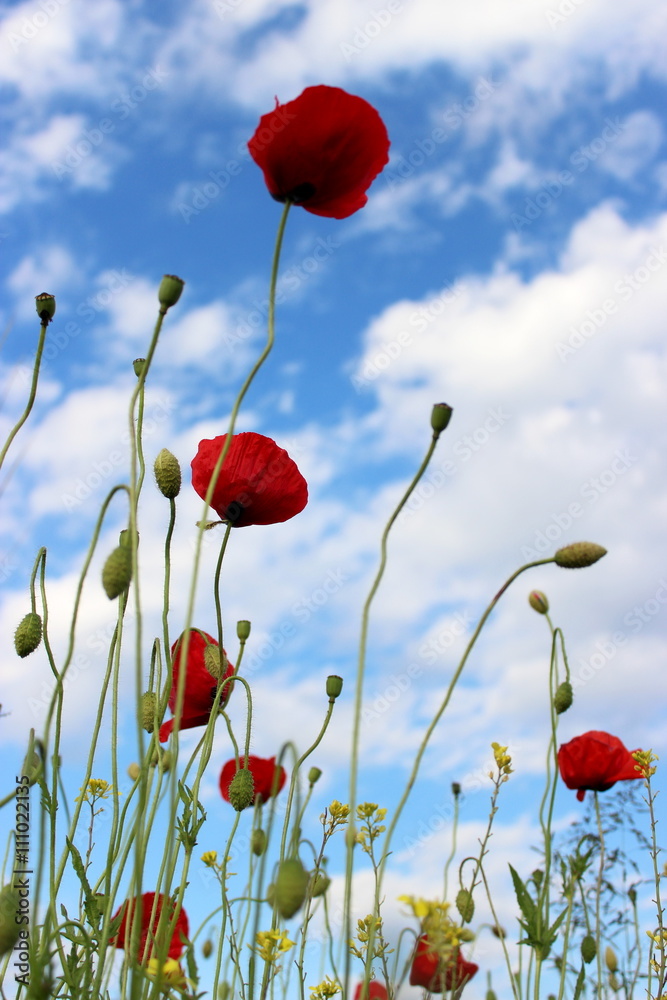 Fototapeta premium Red poppies after a rain with a blue sky and clouds in the backgroundes after rain 