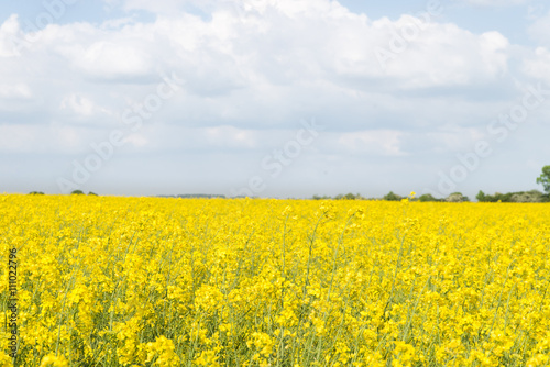 Field full of yellow rape flowers   © Fotografeusz