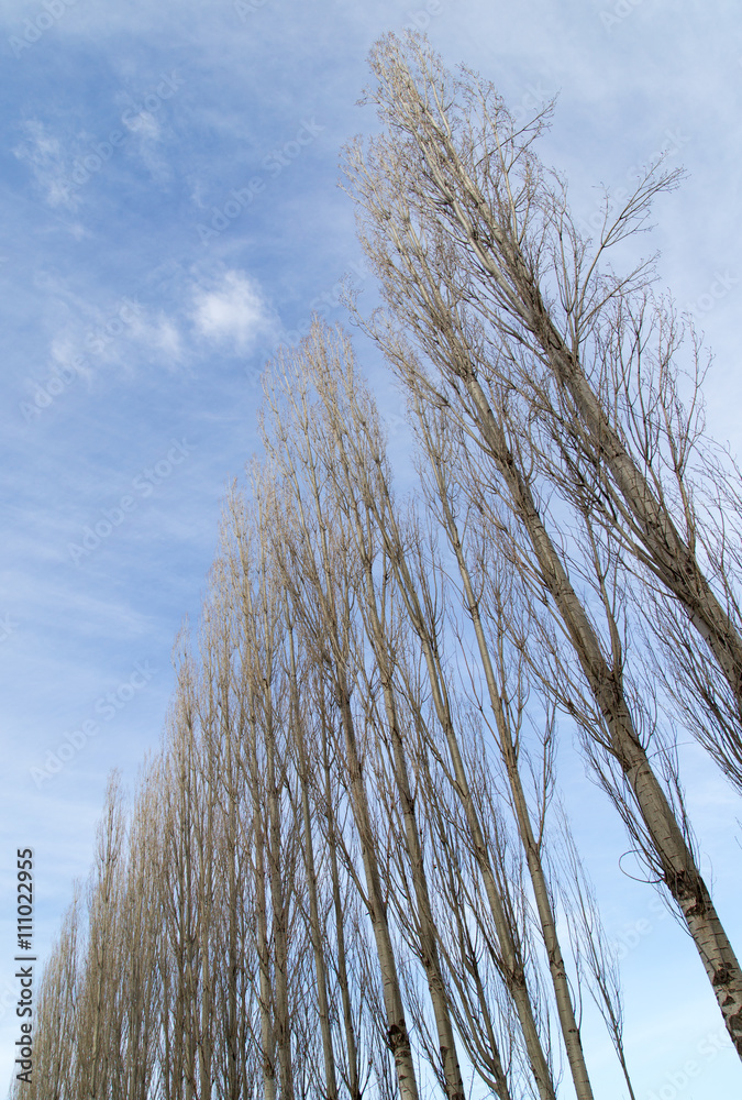 Obraz premium bare branches of a poplar against the blue sky