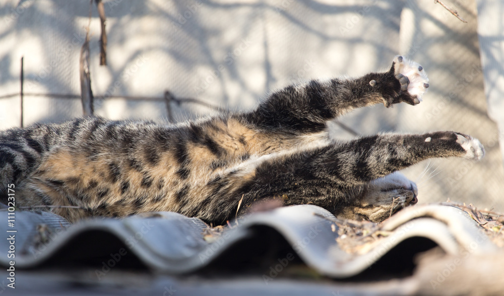 Obraz premium cat on the roof of a house on nature
