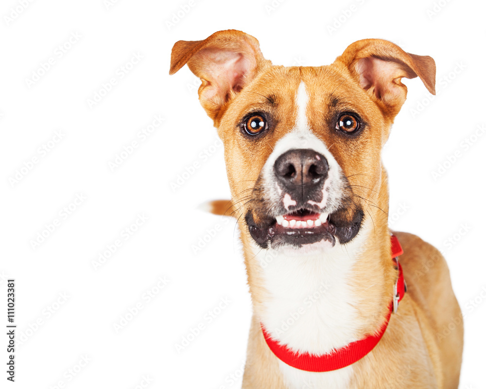 Closeup Large Crossbreed Yellow Dog Looking Closeup Large Crossbreed Yellow Dog Looking