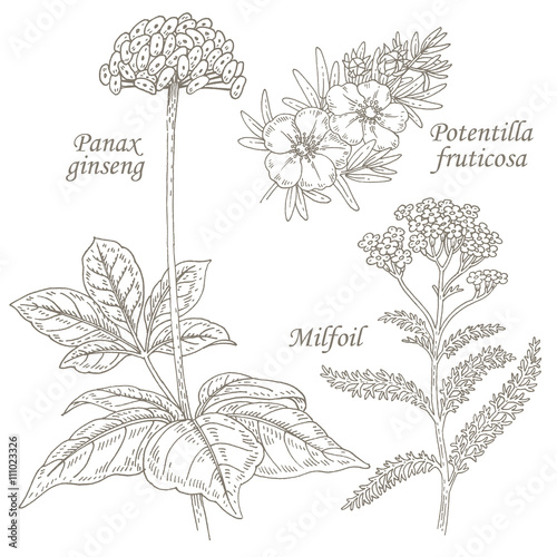 Illustration of medical herbs ginseng, potentilla, milfoil.