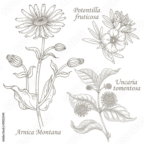 Illustration of medical herbs arnica, potentilla, uncaria. photo