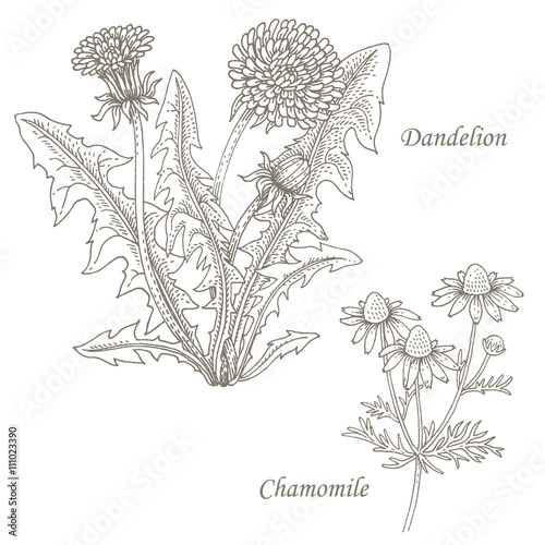 Illustration of medical herbs dandelion, chamomile.