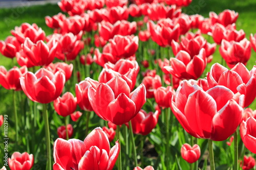 red tulips on the flower-bed