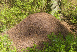 Big anthill with colony of ants in summer forest