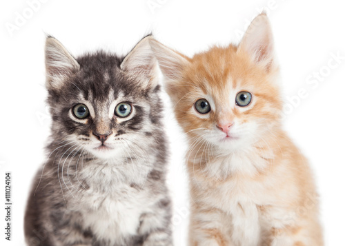 Fototapeta Naklejka Na Ścianę i Meble -  Closeup Two Cute Tabby Kittens
