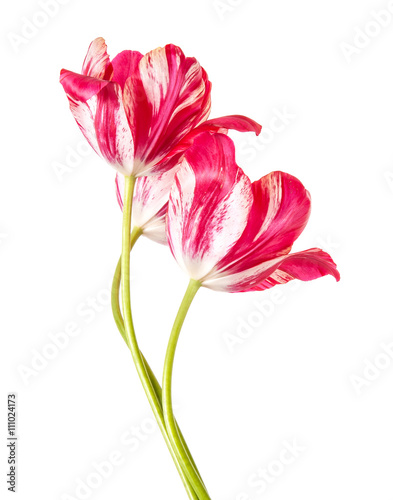 bouquet from three red tulips with white veins. Isolated on whit