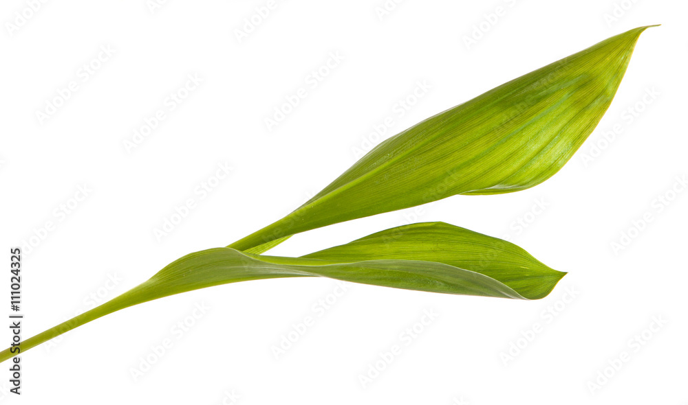 lily leaves. isolated on white background lily leaves. isolated on white background