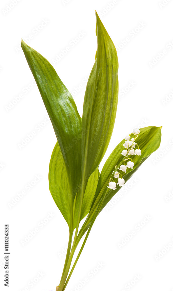Fototapeta premium lily leaves. isolated on white background