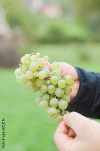 Grapes harvest. Farmers hands with freshly harvested black grape