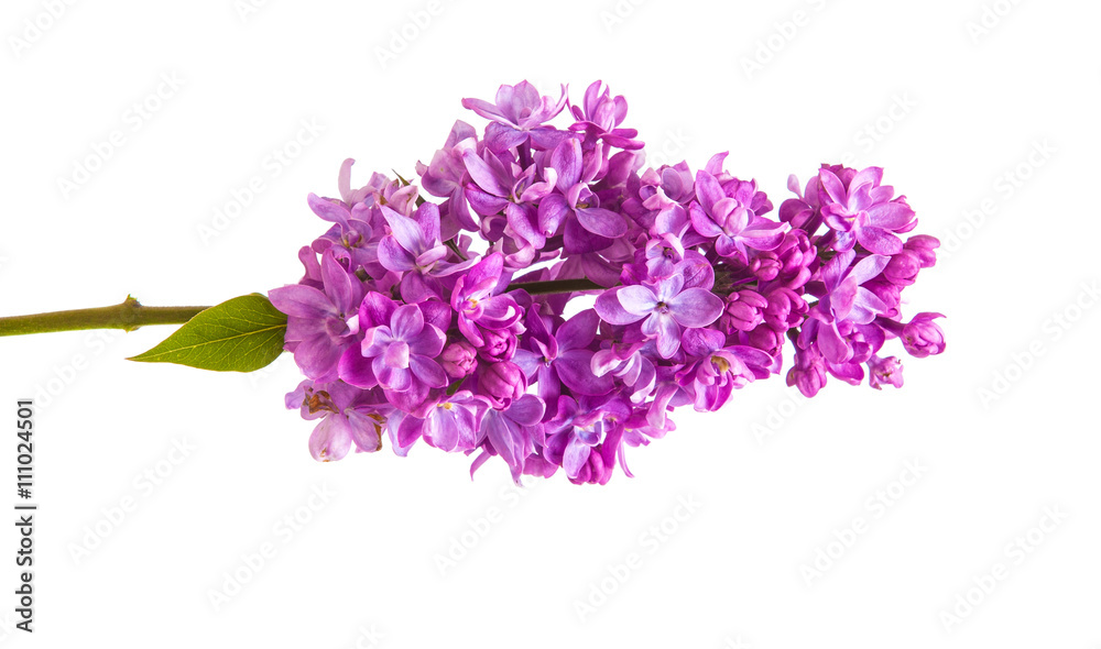 Flowering branch of lilac. isolated on white background Flowering branch of lilac. isolated on white background