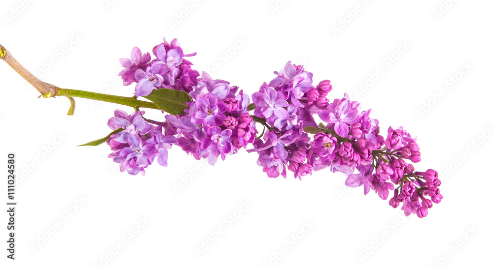 Flowering branch of lilac. isolated on white background