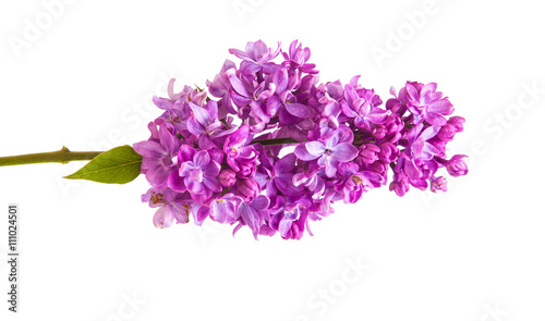 Flowering branch of lilac. isolated on white background