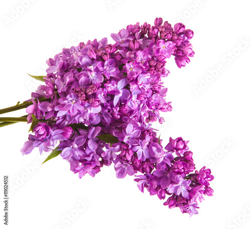 Flowering branch of lilac. isolated on white background