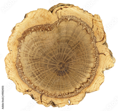 Cork oak, lat. Quercus suber. Three distinct rings of xylem, phloem and a thick ring of outer cork bark showing year rings. The shape of the inner, darker wood resembles the shape of a heart.