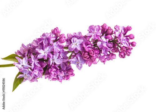 Flowering branch of lilac. isolated on white background