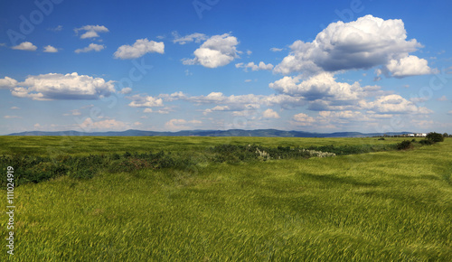 Field of green wheat and cloudy blue sky