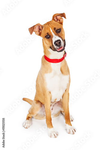 Happy Yellow Crossbreed Dog Full Length