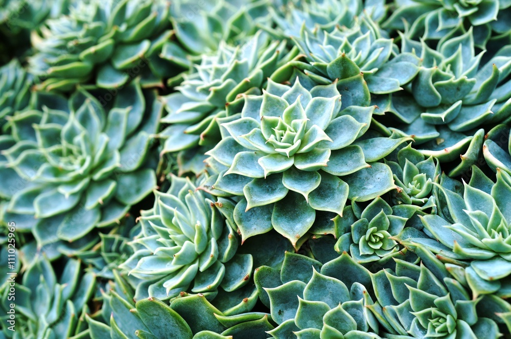 Green rosettes of succulent plant Green rosettes of succulent plant