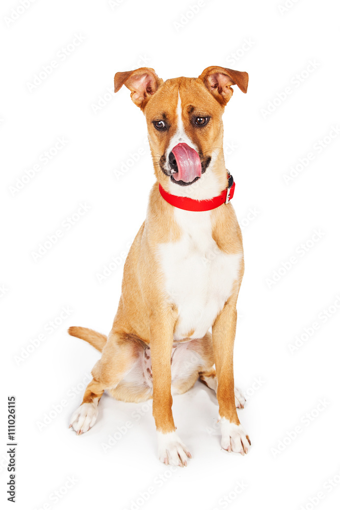 Large Crossbreed Dog Sitting Tongue Licking Nose