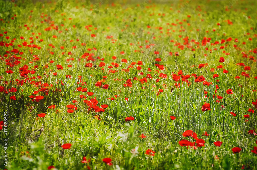 Poppy Flower Field