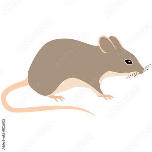 mouse on white