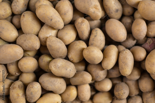 group of fresh potato