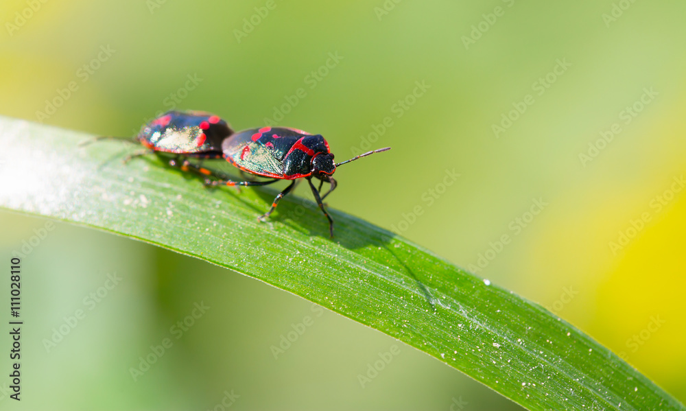 Two bugs creep on a blade Two bugs creep on a blade