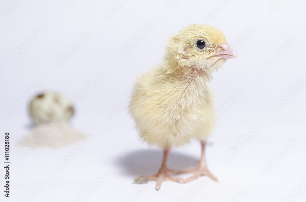coturnix on a white background