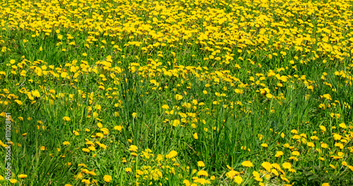 The field with yellow dandelions and a bright green grass