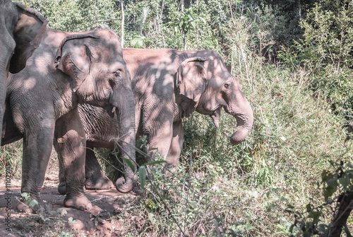 An Indian elephant photo