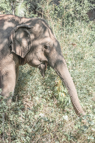 An Indian elephant photo