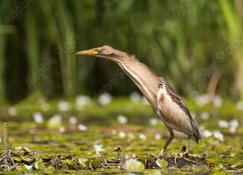 Малая выпь на озере.