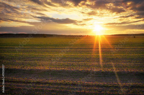 Agricultural green field during sunset. Beautiful spring landscape © es0lex