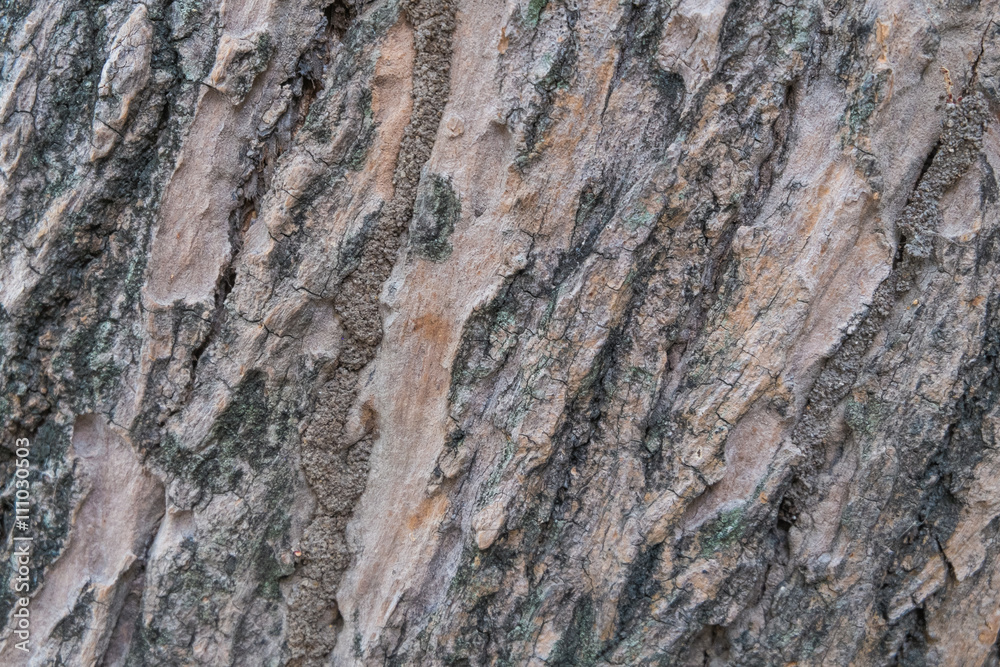 Bark closeup Bark closeup