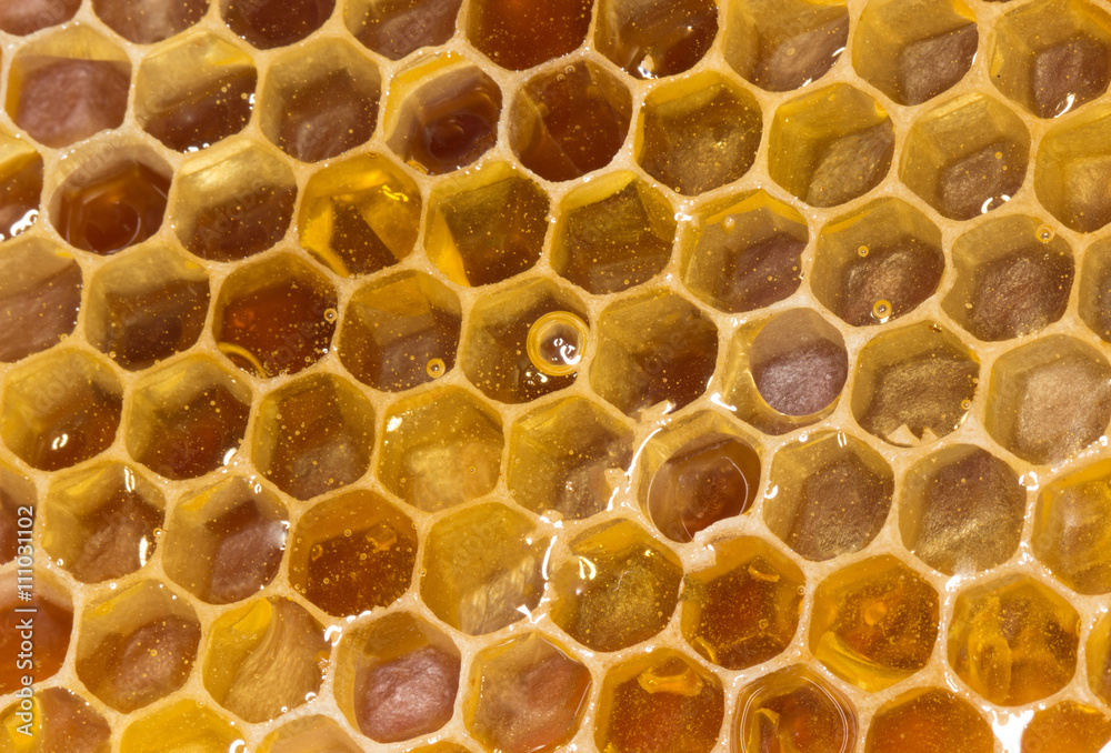 honeycomb isolated