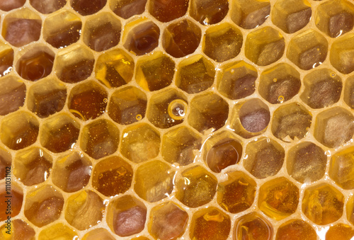 honeycomb isolated