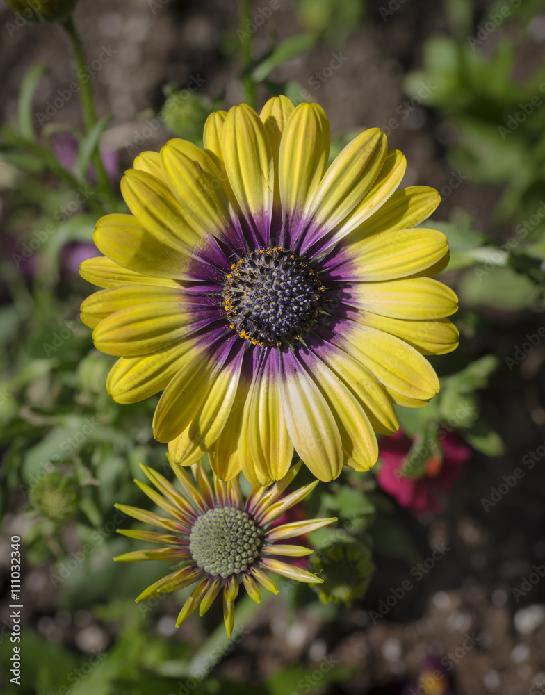 Obraz premium Aster, Mature and Immature: Beautiful purple and yellow Asters - one fully open and the other soon to blossom below it