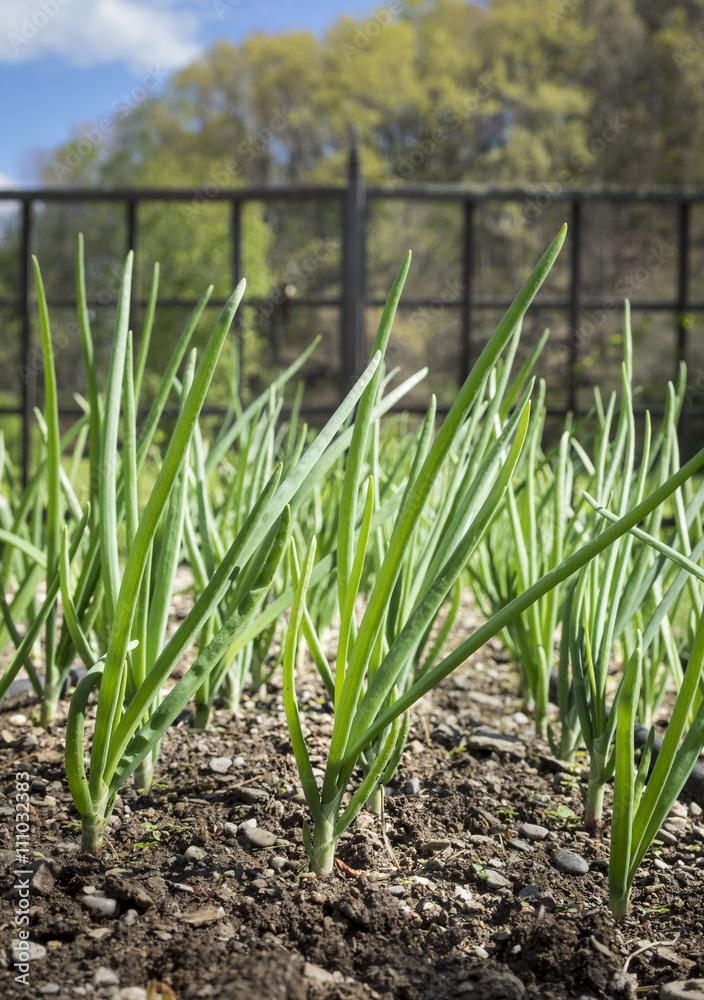 Baby Scallions: Baby Scallion plants in the rich soil of an organic home vegetable garden Baby Scallions: Baby Scallion plants in the rich soil of an organic home vegetable garden