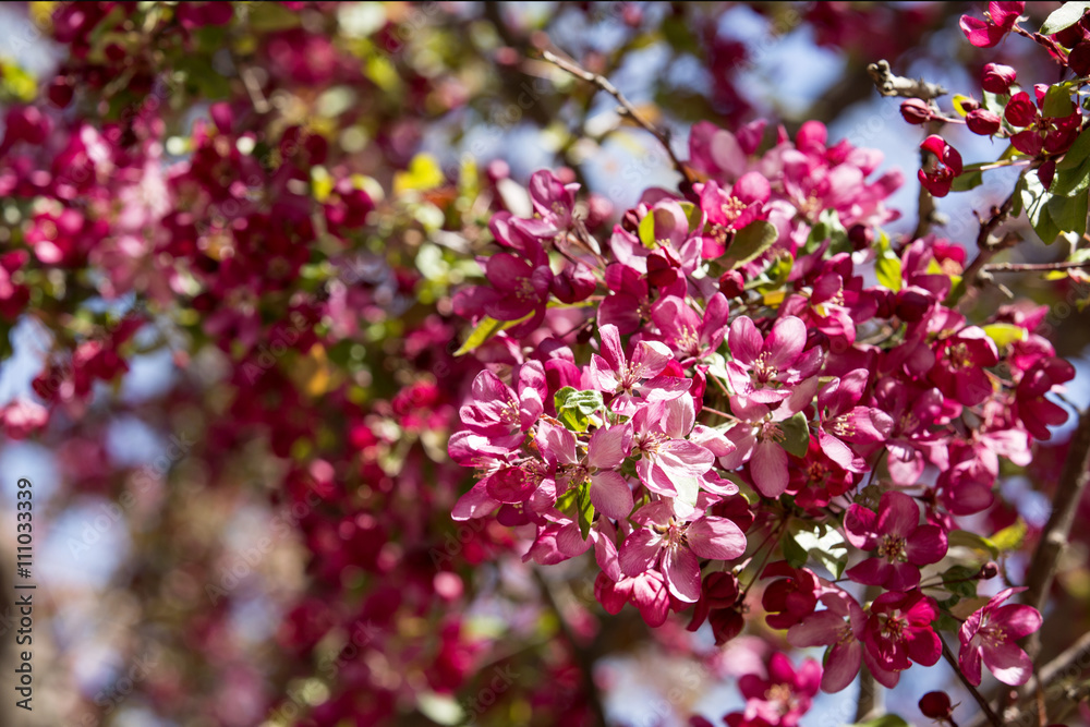 Pink crabapple tree in spring Pink crabapple tree in spring