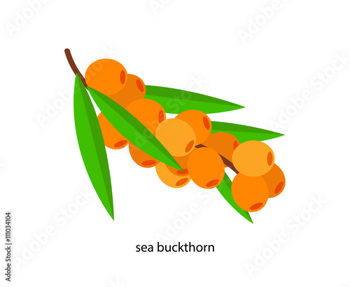 Branch of yellow sea buckthorn with green leaves