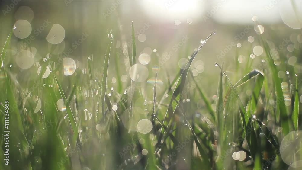 Camera slowly moving through fresh spring grass with early morning dew drops at meadow or yard - macro close up with blur bokeh water bubbles tracking shot to the left Camera slowly moving through fresh spring grass with early morning dew drops at meadow or yard - macro close up with blur bokeh water bubbles tracking shot to the left