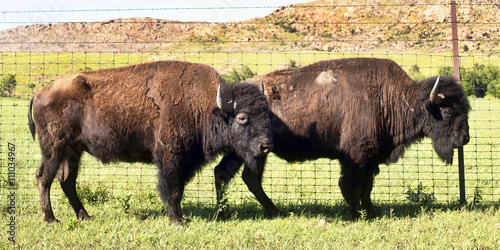 Buffalo of Oklahoma. © W.Scott McGill