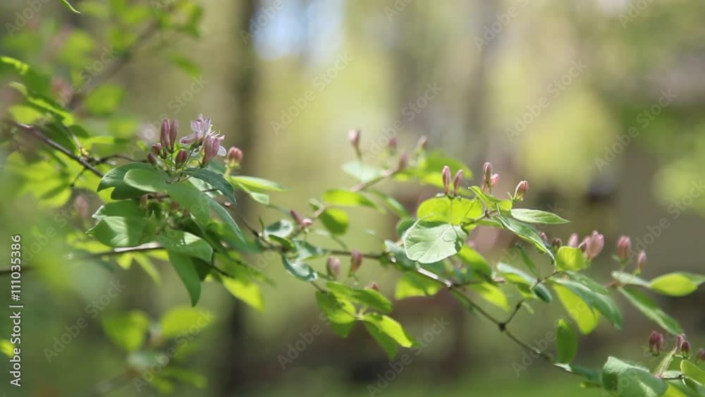 Branches of Honeysuckle flowers in bloom. Branches of Honeysuckle flowers in bloom.