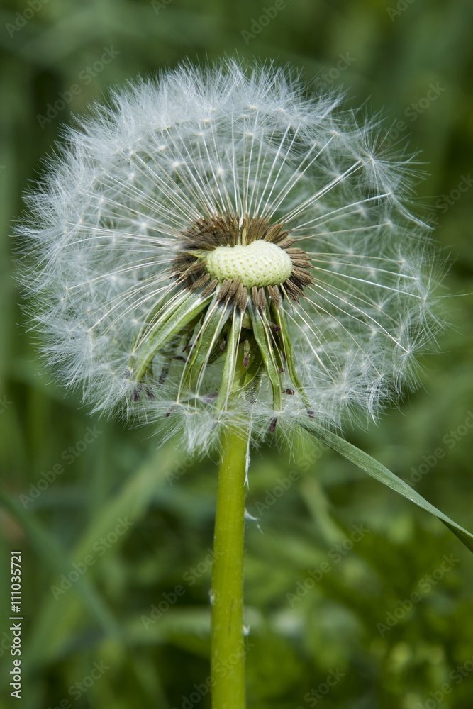 Fototapeta premium Blooming dandelion, summer field flowers