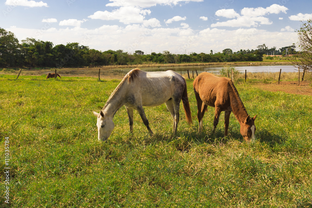 Horses - Few horses grazing in a field, eating grass, horse looking at the camera, white and brown horses in a farmyard