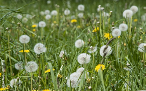 Blooming dandelions  summer field flowers